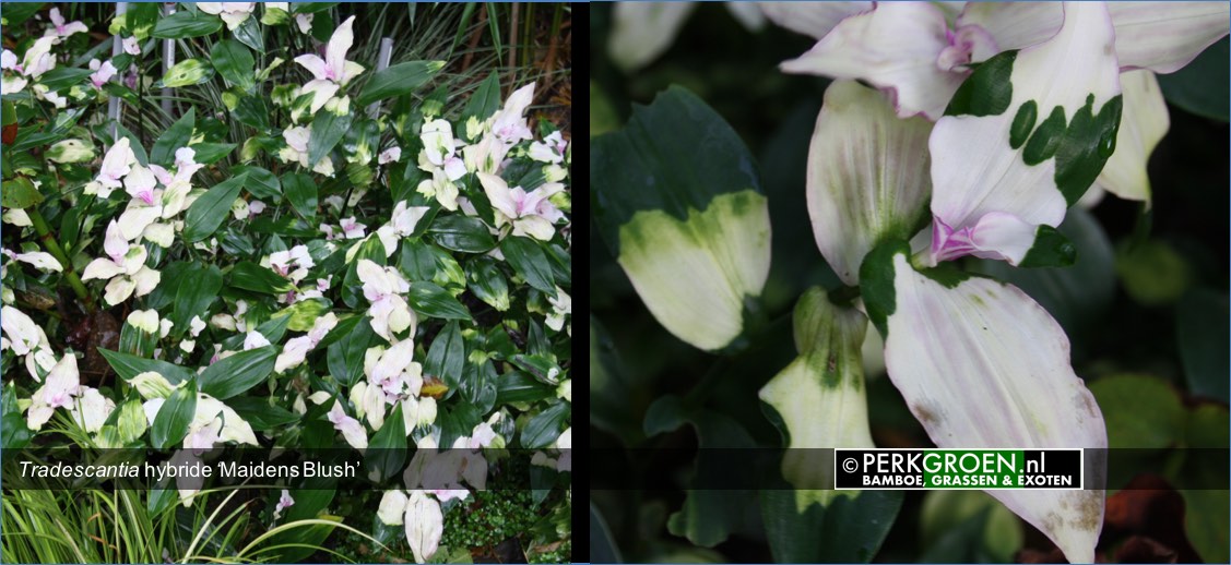 Tradescantia hybride Maidens Blush